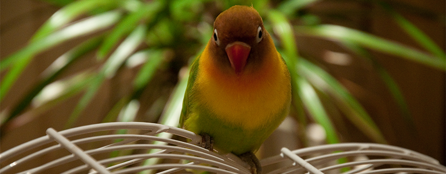 Productos para pájaros