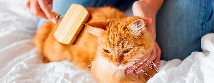 Higiene para gatos