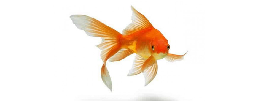 Peces de agua fría
