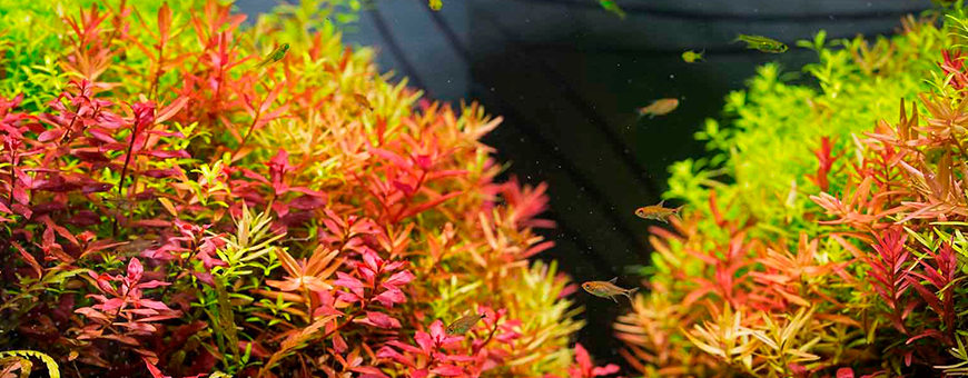 Plantas naturales y artificiales
