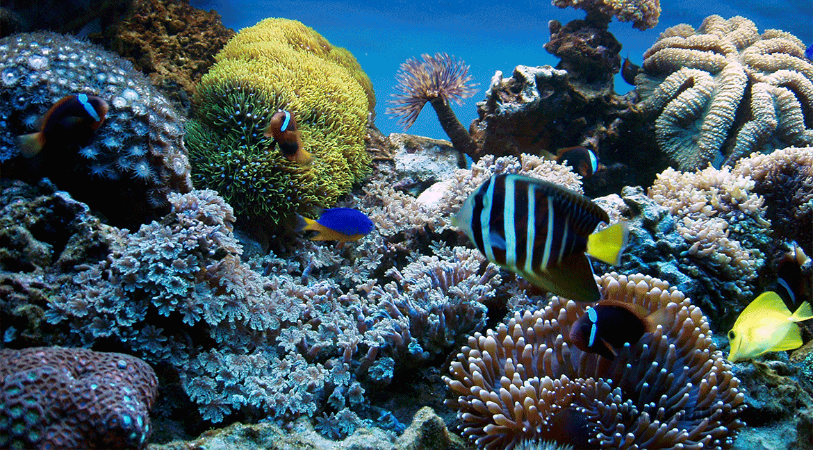 Cómo montar un acuario de arrecife