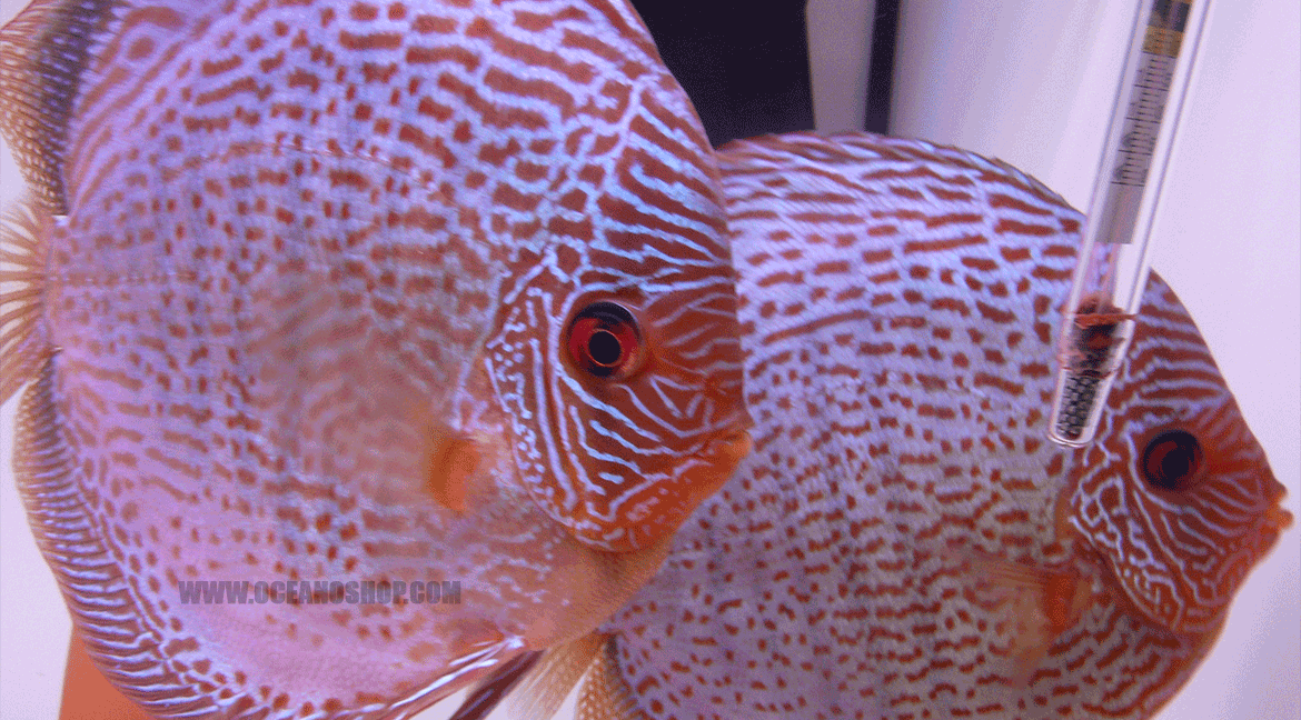 La temperatura del acuario para peces disco