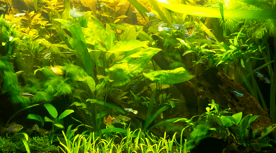 Nuestro primer acuario