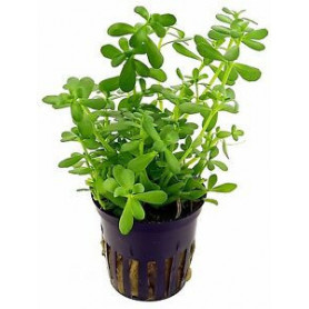 Bacopa monnierii Bacopa monnierii