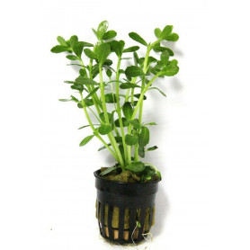 Bacopa crenata Bacopa crenata