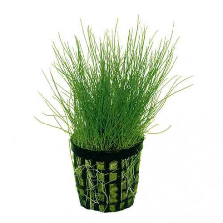 Eleocharis parvula