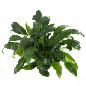 Schismatoglottis Prietoi Schismatoglottis Prietoi