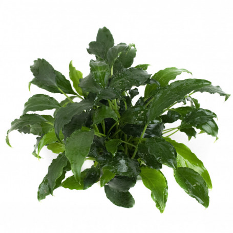 Schismatoglottis Prietoi