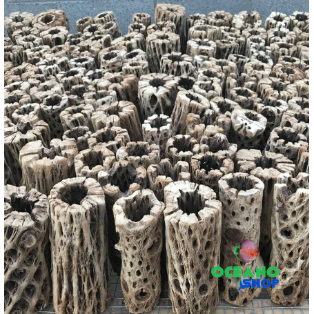 tronco cholla madera acuario gambario gambas