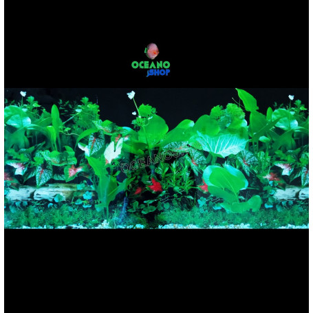 Fondo decorativo 80x40cm d723 acuario pecera