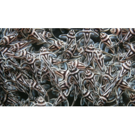 L046 Hypancistrus Zebra