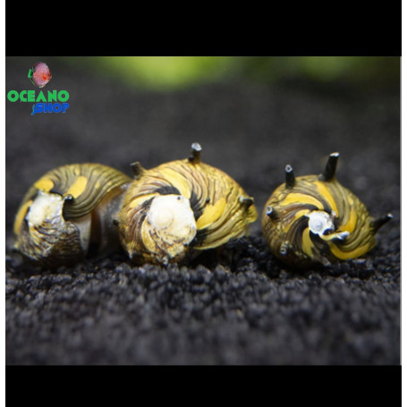 caracol nerita snail sun