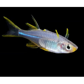 Telmatherina ladigesi