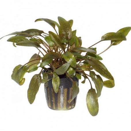 CRYPTOCORYNE WENDTII BROWN