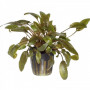 CRYPTOCORYNE WENDTII BROWN