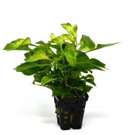 5x Alternanthera Bettzickiana Aurea Alternanthera Bettzickiana Aurea