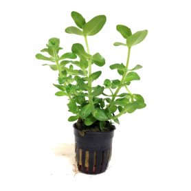 5x Bacopa caroliniana Bacopa caroliniana