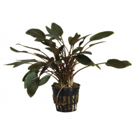 5x Cryptocoryne becketii Cryptocoryne becketii