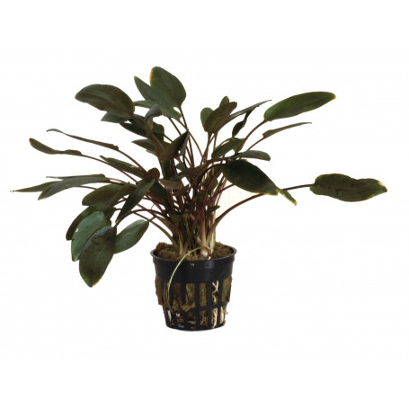 Cryptocoryne becketii