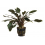 Cryptocoryne becketii