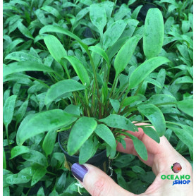 5x Cryptocoryne lucens Cryptocoryne lucens