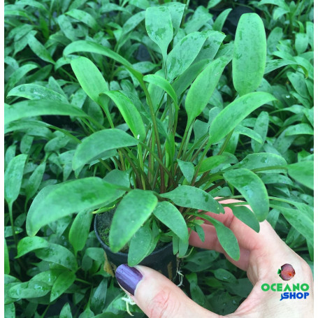 Cryptocoryne lucens