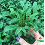 Cryptocoryne lucens