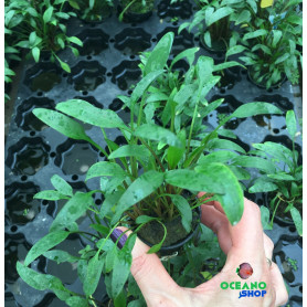 5x Cryptocoryne lutea Cryptocoryne lutea