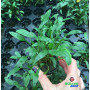 Cryptocoryne lutea