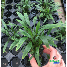 5x Cryptocoryne nevellii Cryptocoryne nevellii