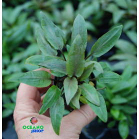 5x Cryptocoryne undulata Cryptocoryne undulata