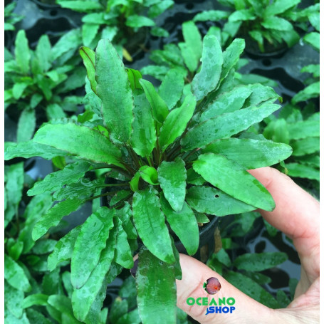 Cryptocoryne wendtii green