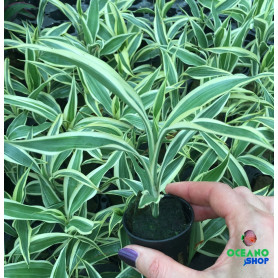 6x Dracaena variegata Dracaena variegata