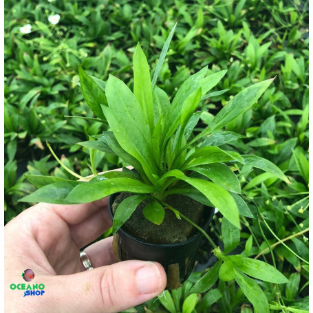 Echinodorus magdalensis quadricostatus Helanthium bolivianum