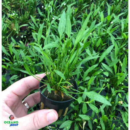 Echinodorus tenellus