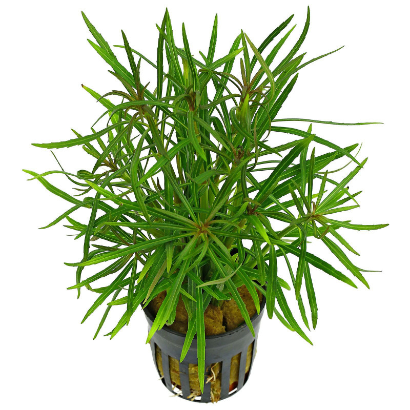 Eusteralis stellata "strong"