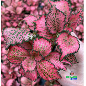 5x Fittonia "Forrest Flame" Fittonia "Forrest Flame"