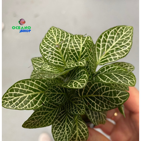Fittonia argyroneura white