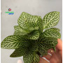 Fittonia argyroneura white