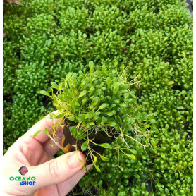 5x Glossostigma elatinoides Glossostigma elatinoides