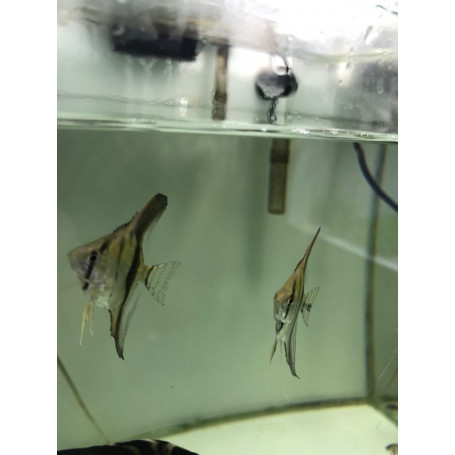 Escalar altum peruensis