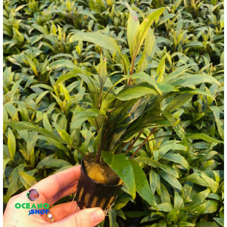 Hygrophila angustifolia