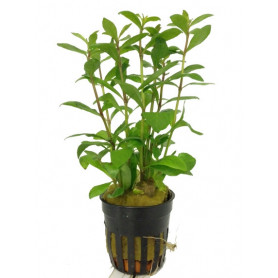 5x Hygrophila polysperma Hygrophila polysperma