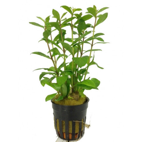 Hygrophila polysperma