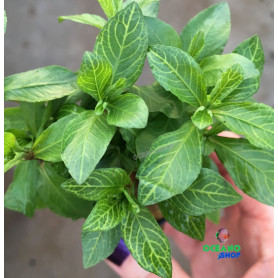 5x Hygrophila RosaNervis Hygrophila RosaNervis