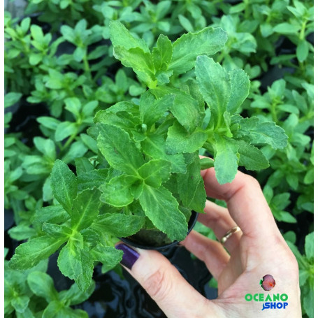 Limnophila aromatica green