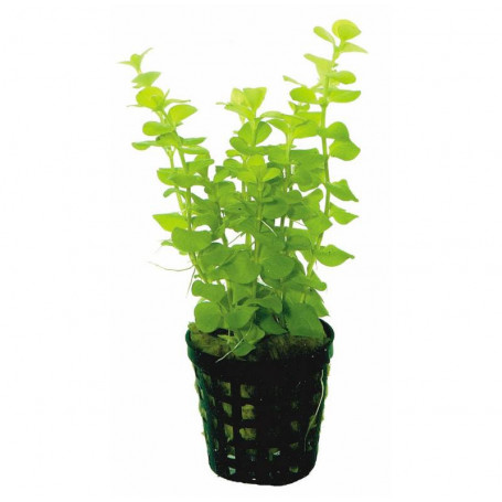 5x Lysimachia aurea