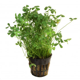 5x Marsilea hirsuta Marsilea hirsuta