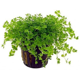 5x Micranthemum micranthemoides Micranthemum micranthemoides
