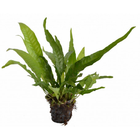 Microsorium pteropus